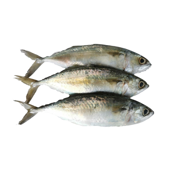 kembong 甘望鱼 1kg