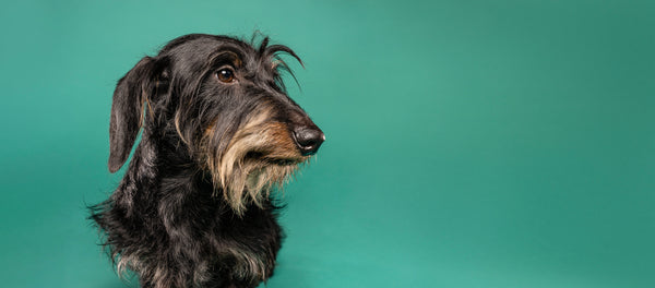 Do wirehaired dachshunds shed?