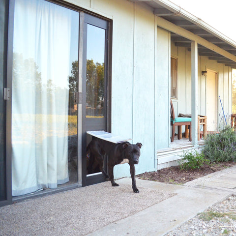 black dog using Endura Quick Panel pet door