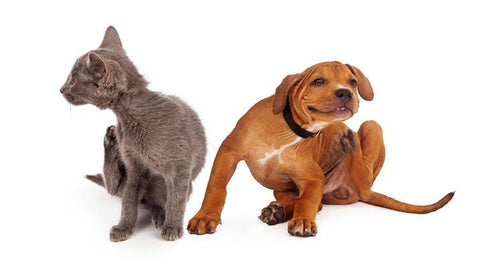 Kitten and puppy scratching, itchy from seasonal allergies in dogs