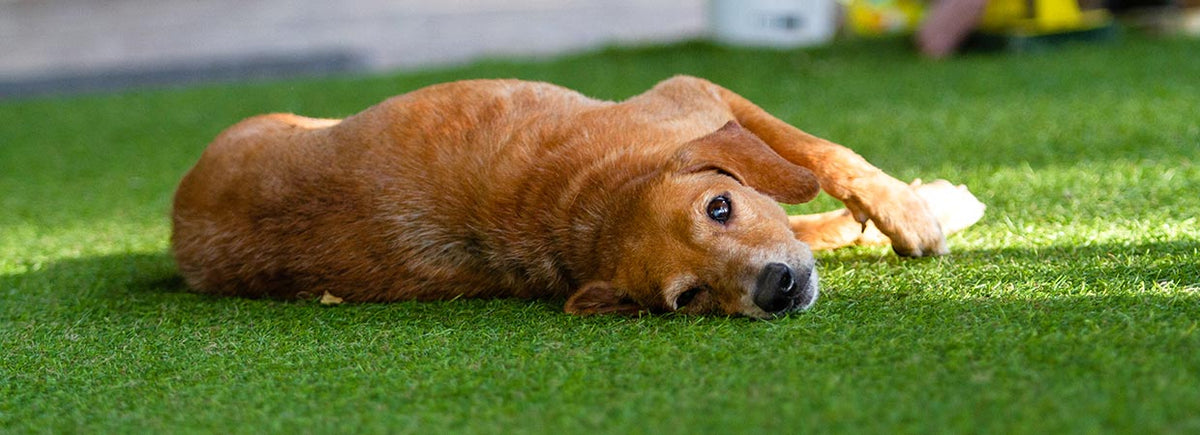 can dogs destroy artificial grass