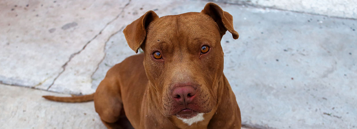 Red Nose Pitbull: Isang Kumpletong Gabay - Huwaran ng Alaga