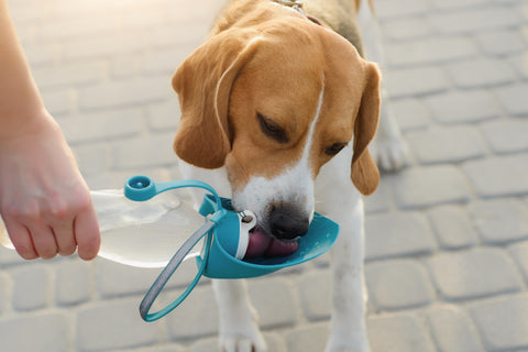 A dog using a portable water device. 