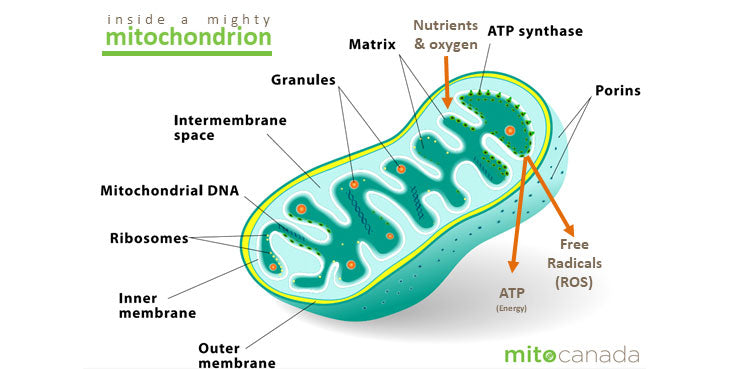  Mitochondrial Disease