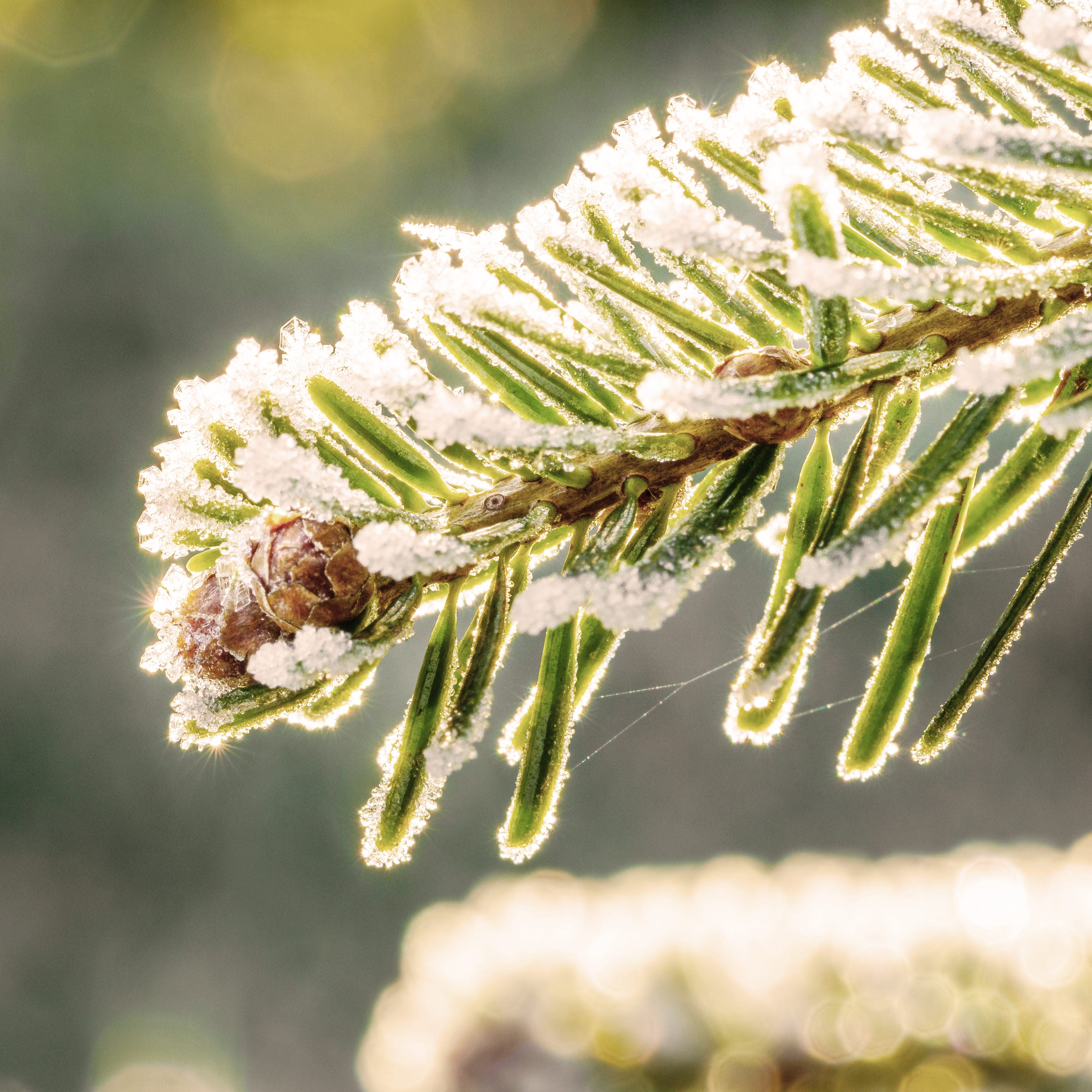 An extreme close up of Canadian Balsam Fir needles, the essential oil is an ingredient in many all natural Rocky Mountain Soap Company products. 