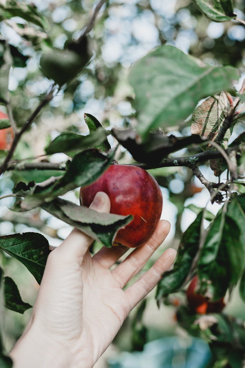 apple picking