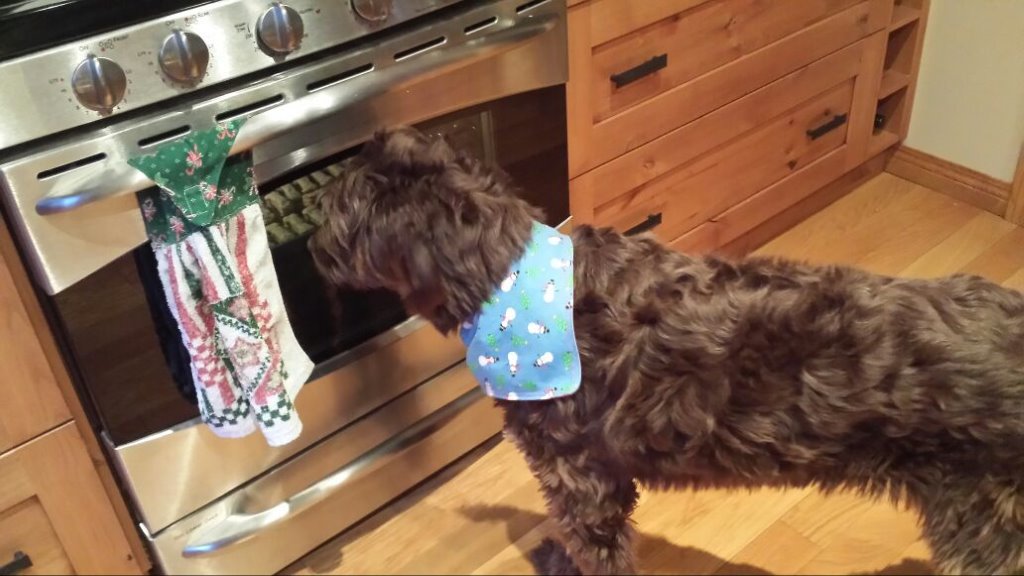 A dog looks into the oven waiting for their homemade dog treats, the recipe for these homemade dog cookies with peanut butter is part of the What Sparks Holiday Joy at Rocky Mountain Soap Company blog post. 