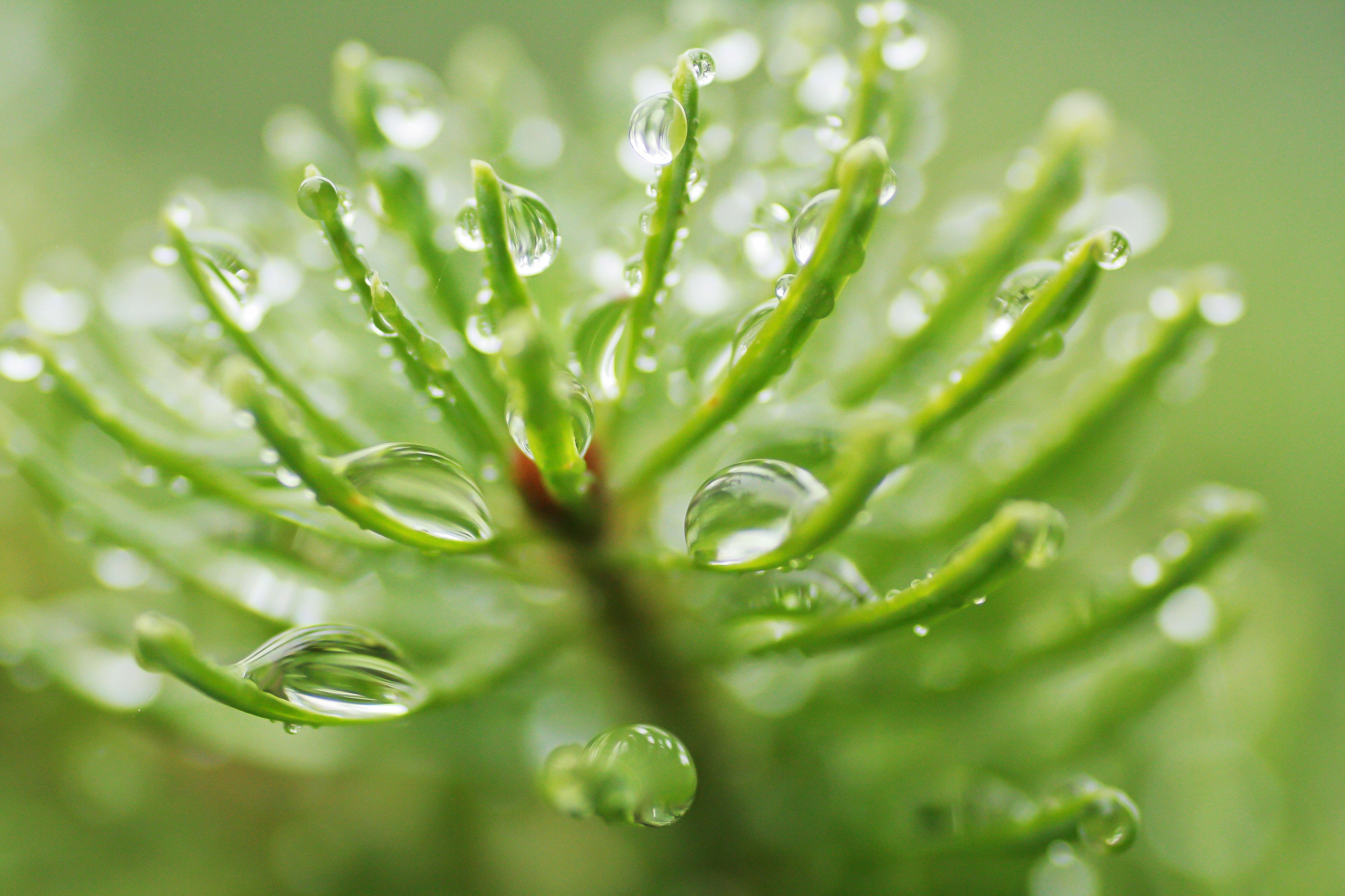 Close up of Balsam Fir needles. 