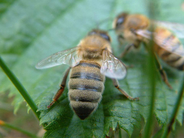 Bees are responsible for 33% of human food