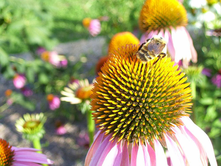 Bees are pollinators