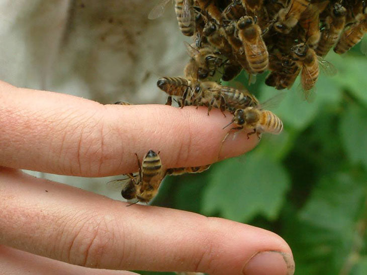 Bees and Natural beekeeping