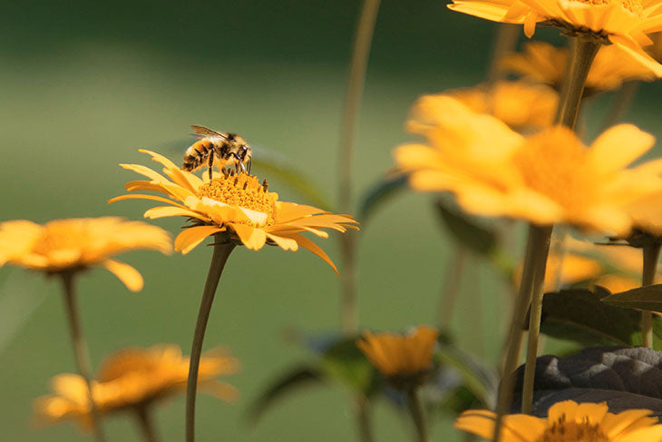 Bees are important to everything from industry to food