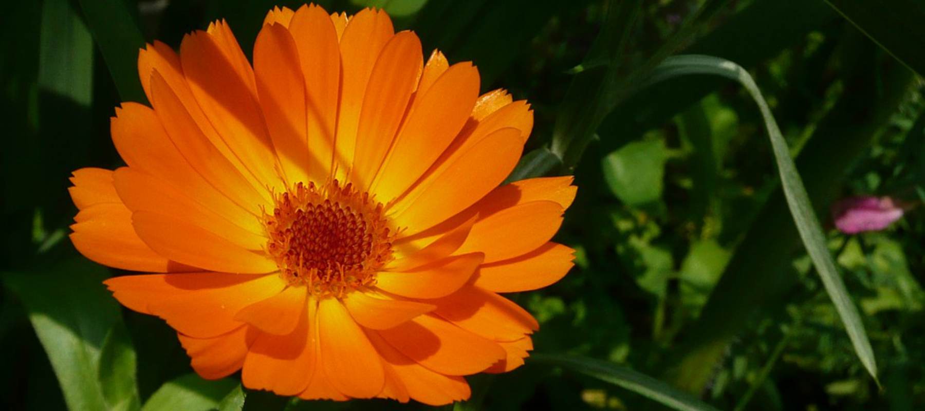 Calendula flower