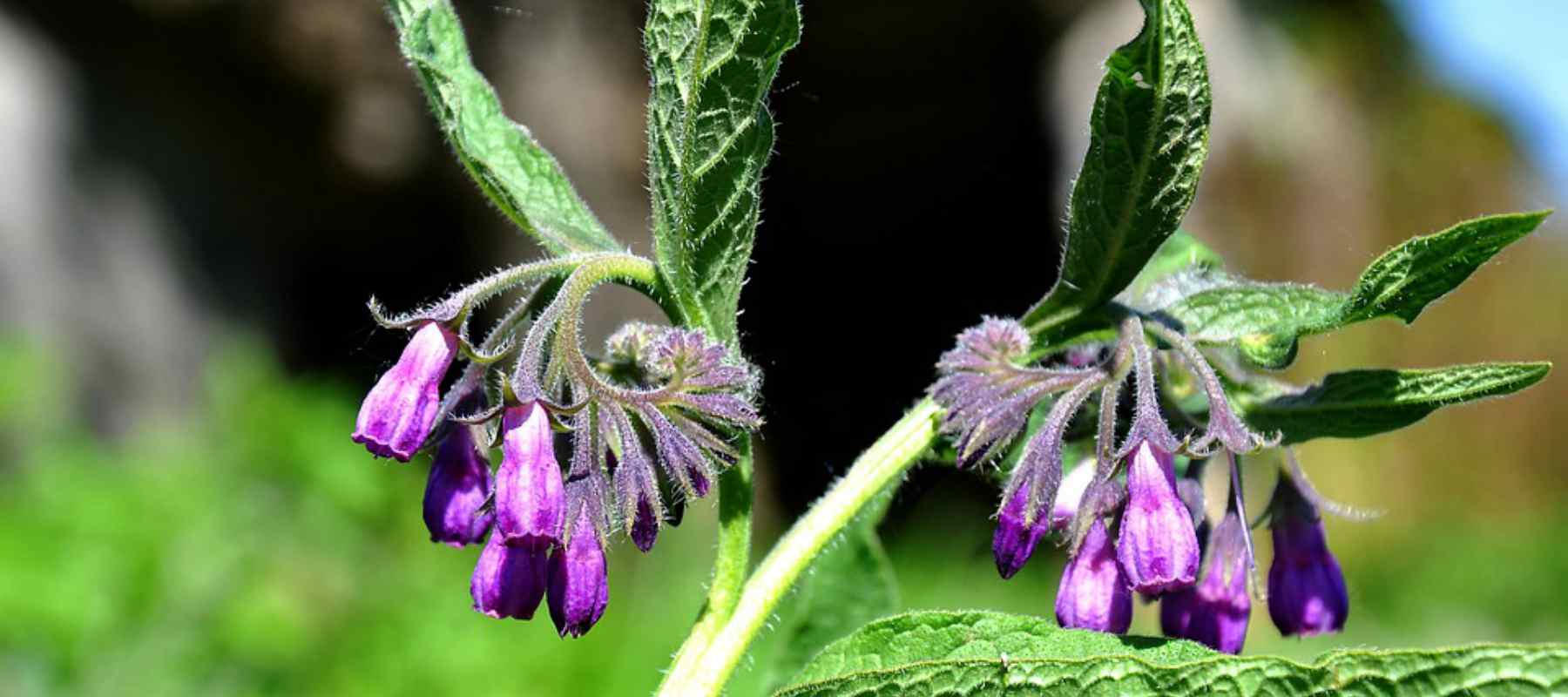 Comfrey plant