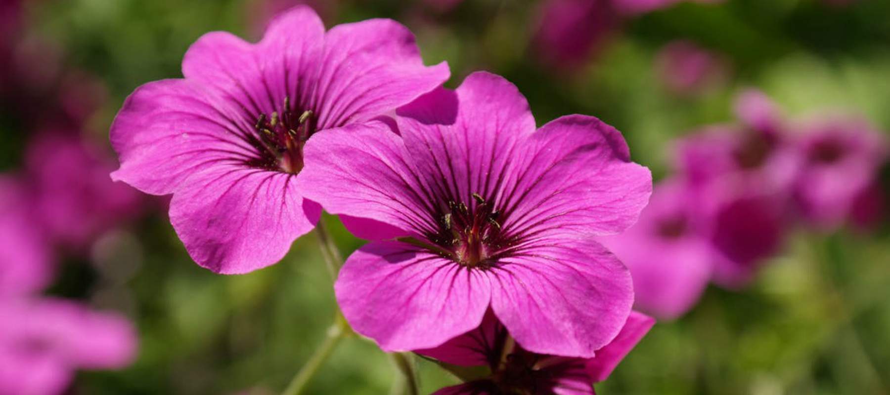 Geranium-flowers