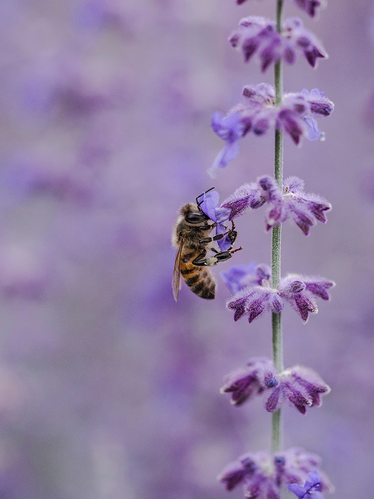 Bees love lavender
