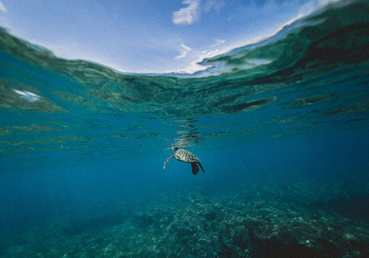 Turtle in the ocean