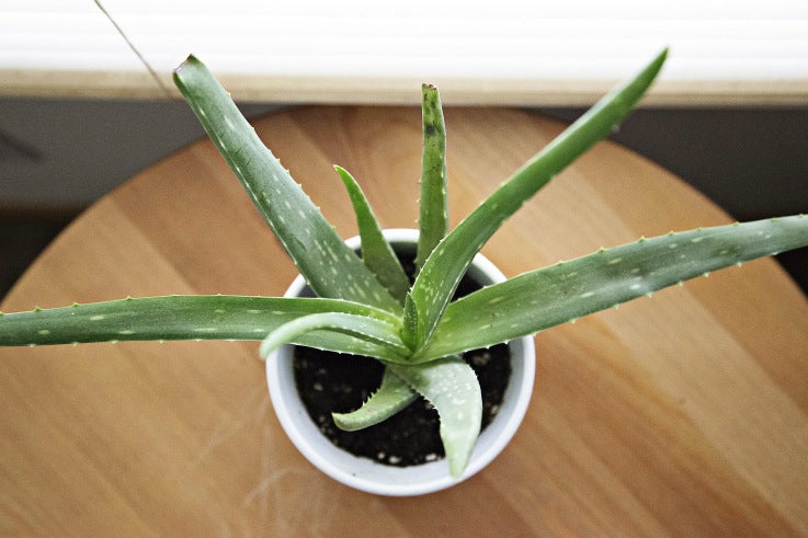 aloe vera plant