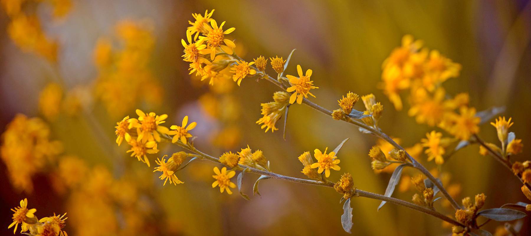 arnica flower