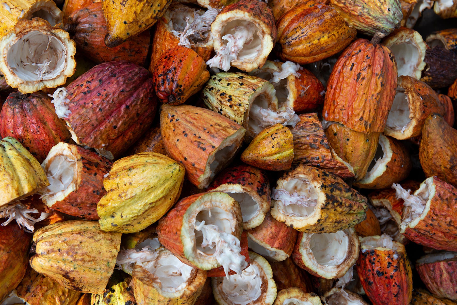 Image is a pile of cocoa pods that have been cracked open. 