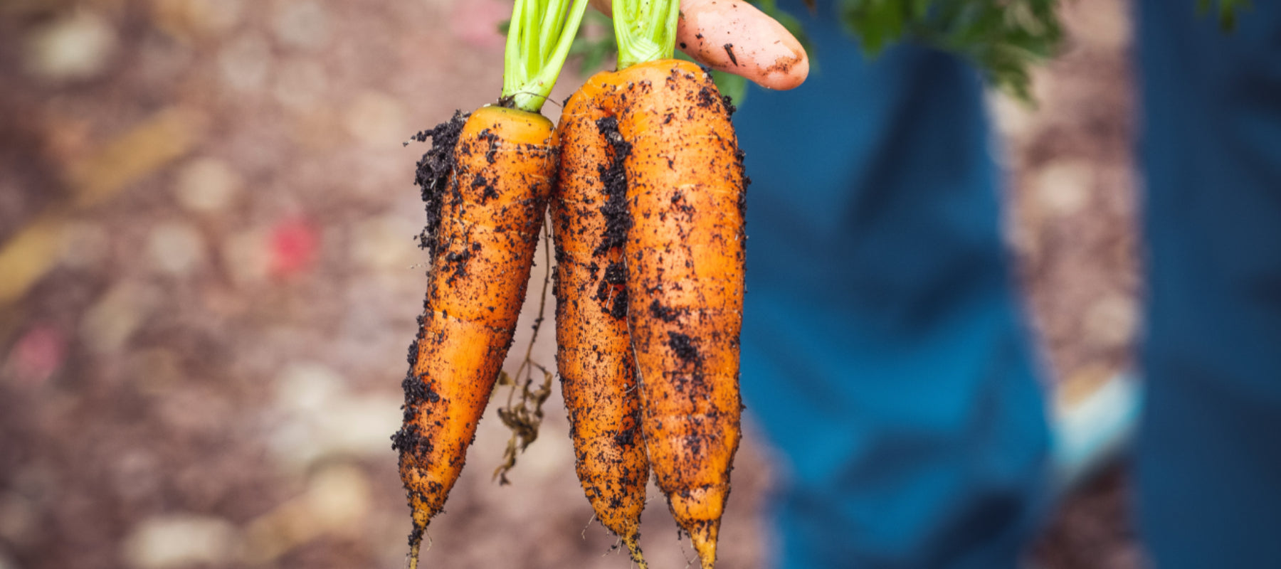 Carrots pic 