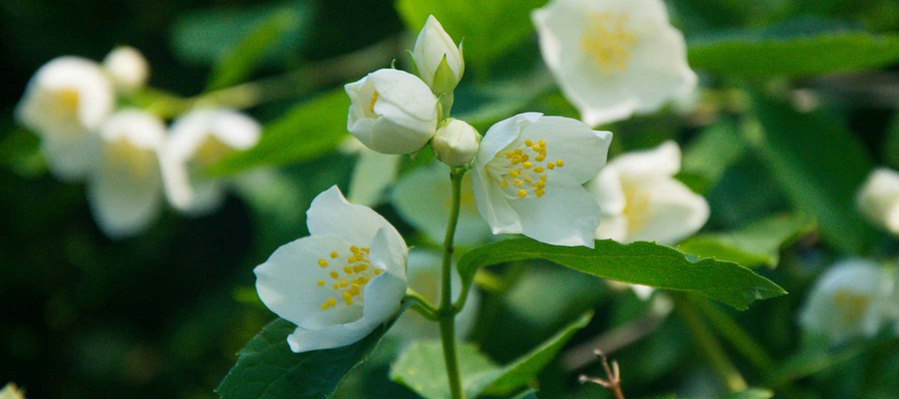 jasmine-flowers