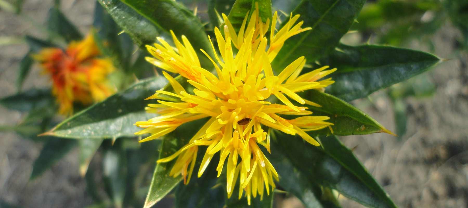 safflower