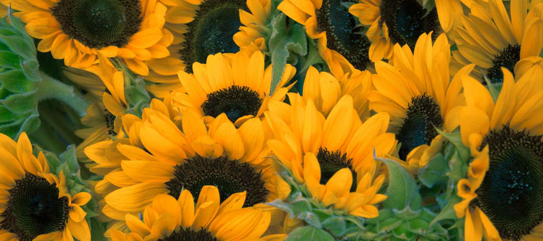 vitamin-e-sunflowers