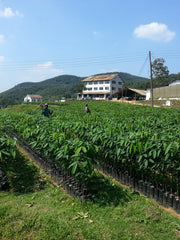 Rubber plantation, Sri Lanka