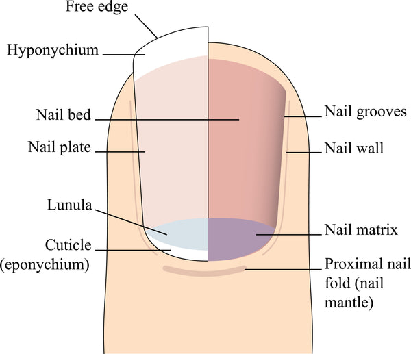 nail-matrix-emery-co-singapore-blog