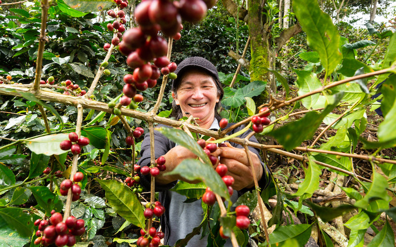 A member of Miraflores, a Fair Trade Certified coffee cooperative, picks ripe red coffee cherries.
