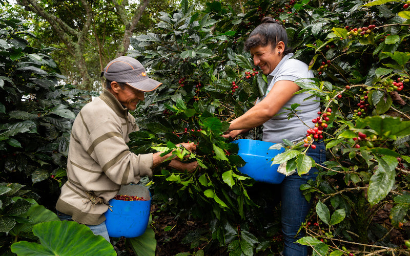Two workers share a laugh while harvesting ripe coffee cherries.