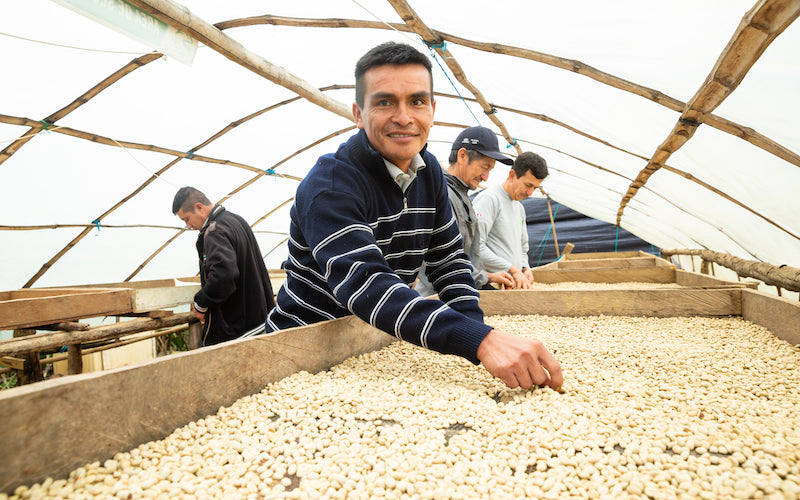 Four men examine coffee beans on a large table, one smiling at the camera