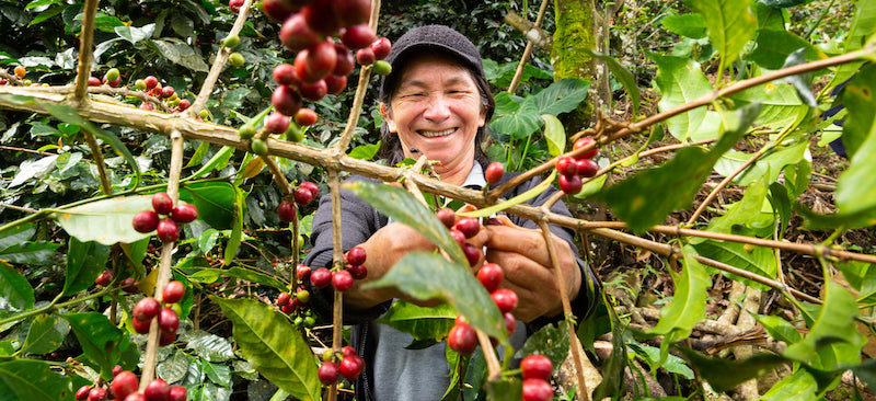 A member of Miraflores, a Fair Trade Certified coffee cooperative, picks ripe red coffee cherries.