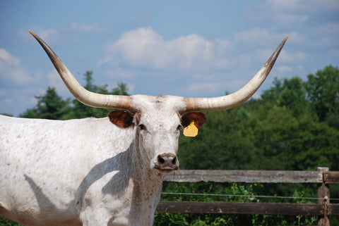 Texas Longhorn "Keylargo"