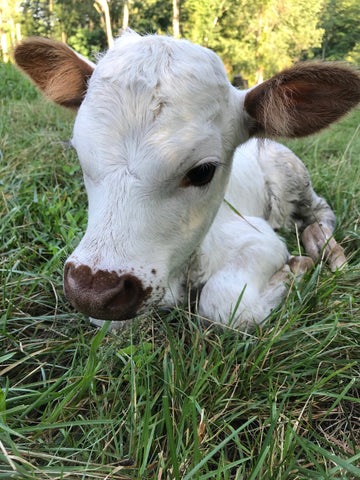 Pretty Lady's Calf "White Chocolate"