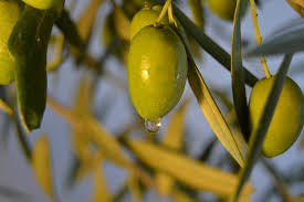 cuticle oil from olives