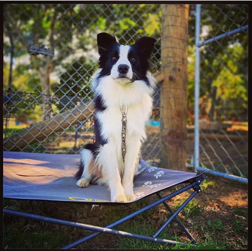 outdoor connection dog bed