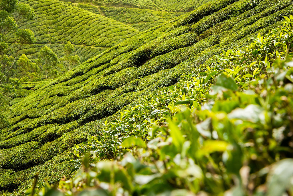 Plantation de thé par Syahir Hakim de Pixabay