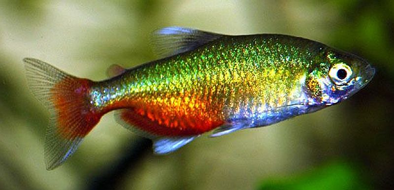 green fire tetra for sale