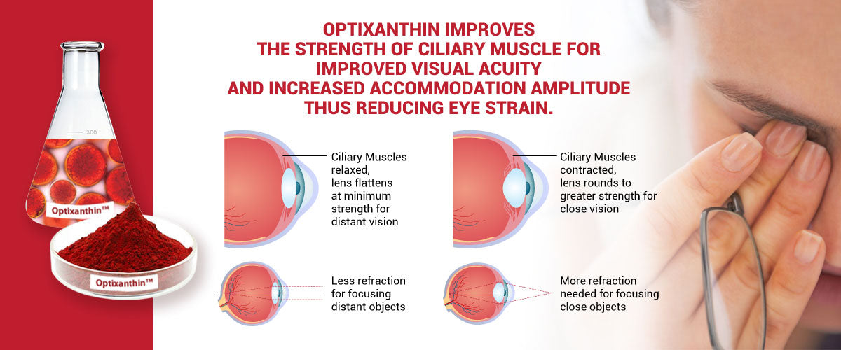 Astaxanthin improves ciliary muscles’ endurance and recovery