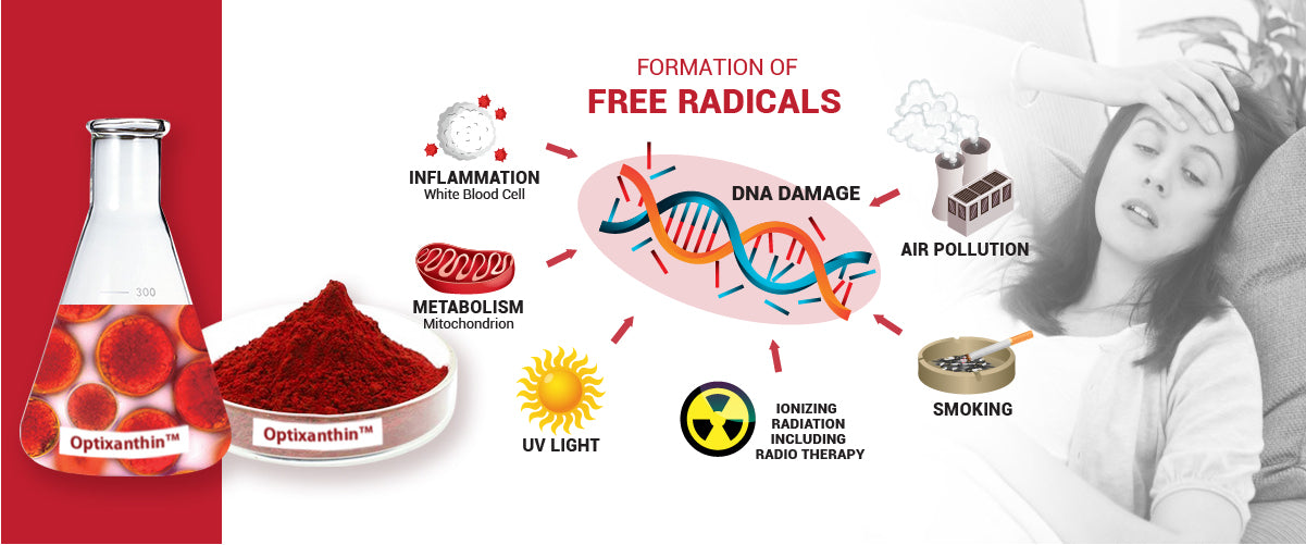 Optixanthin Astaxanthin helps in Free Radicals and Singlet Oxygen