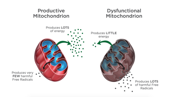 “Healthy mitochondria lead to less oxidative stress and more energy production, which forms the crucial foundation of a robust health.”