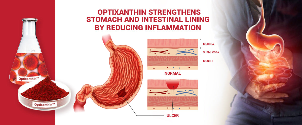 OPTIXANTHIN Astaxanthin STRENGTHENS  STOMACH AND INTESTINAL LINING BY REDUCING INFLAMMATION