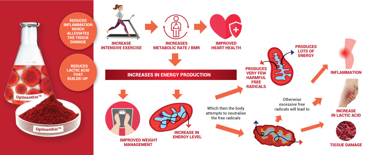 Optixanthin Astaxanthin,anyone wanting to clock a better time or go a little farther with their exercise to supplement with natural astaxanthin.