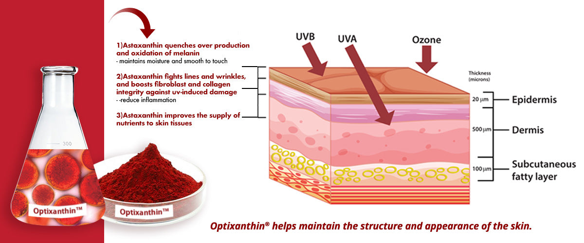 Optixanthin helps maintain the structure and appearance of the skin