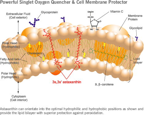 Astaxanthin Cell Membrane
