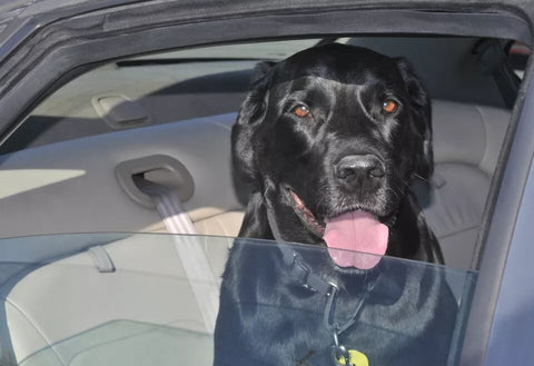 Chien dans une voiture