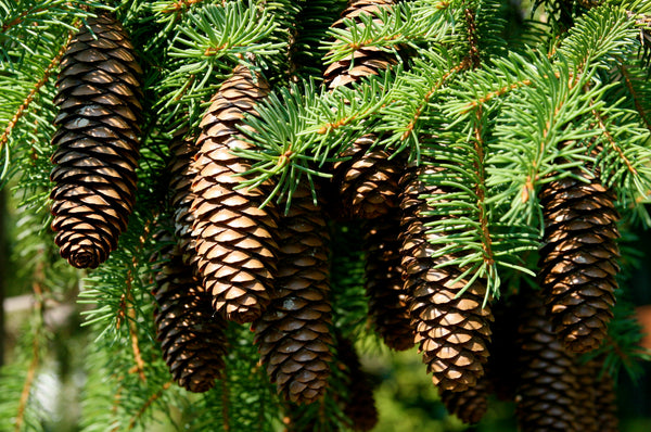 a close up of pine cones