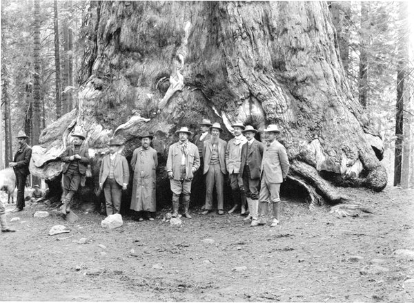 John Muir and the Sierra Club posing in front of a large tree in Yosemite
